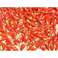 Sandveld Seeds Bird's Eye Chilli